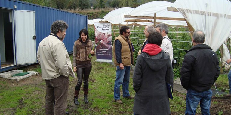 Discutido o modelo de orientação para a produção de mirtilo