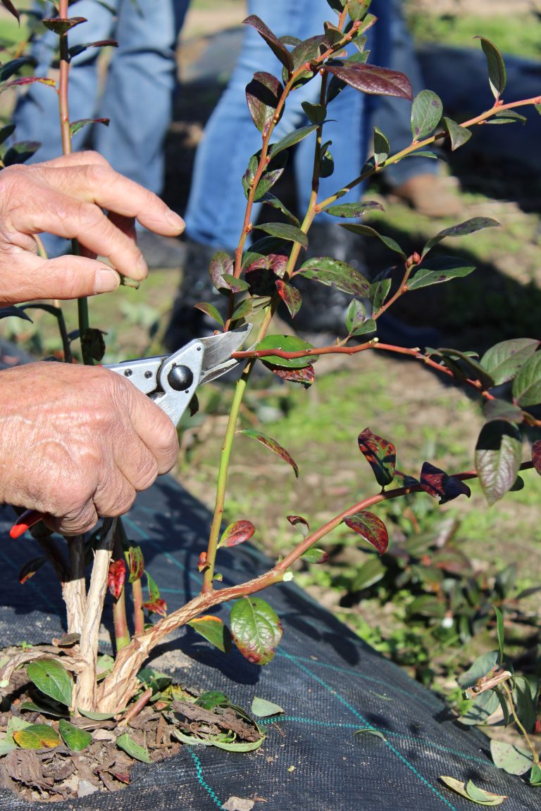 Formação prática de podas de mirtilos em Nisa e Sever do Vouga