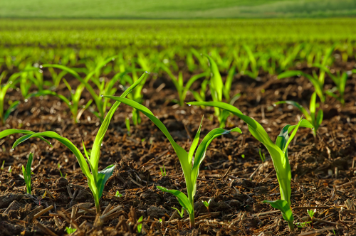 Pequenos Investimentos na Transformação de Produtos Agrícolas abertos até 6 de dezembro nas GAL Aveiro Norte e Aveiro Sul