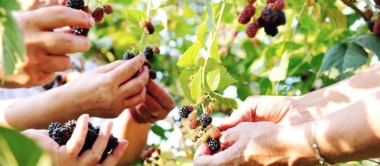 Jovens Agricultores: candidaturas abertas até 8 de setembro