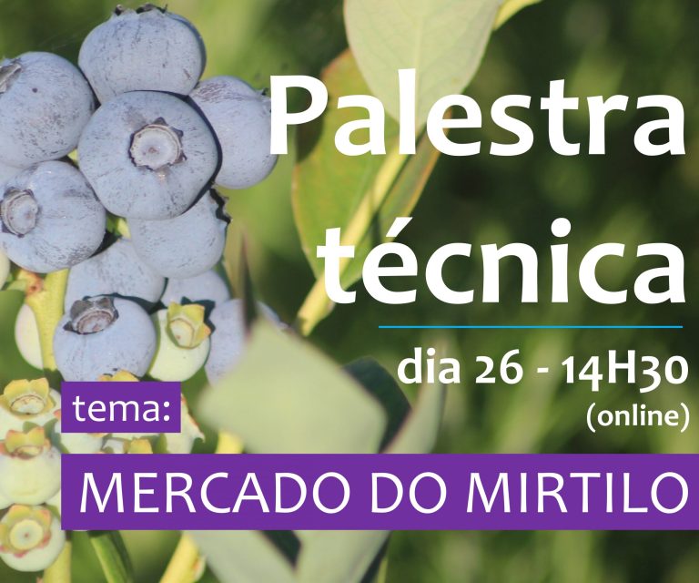 Palestra técnica online sobre o mercado do mirtilo no dia 26